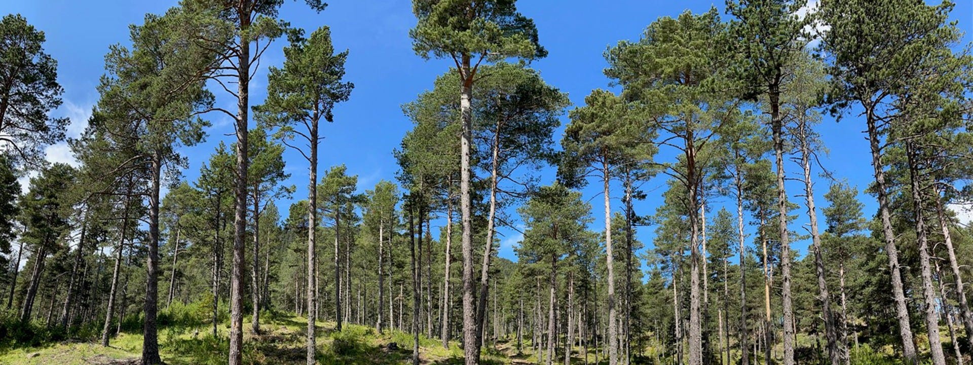 Ilgstoša un neizsīkstoša sabiedrisko mežu izmantošana Katalonijā ar Wood-Mizer iekārtām